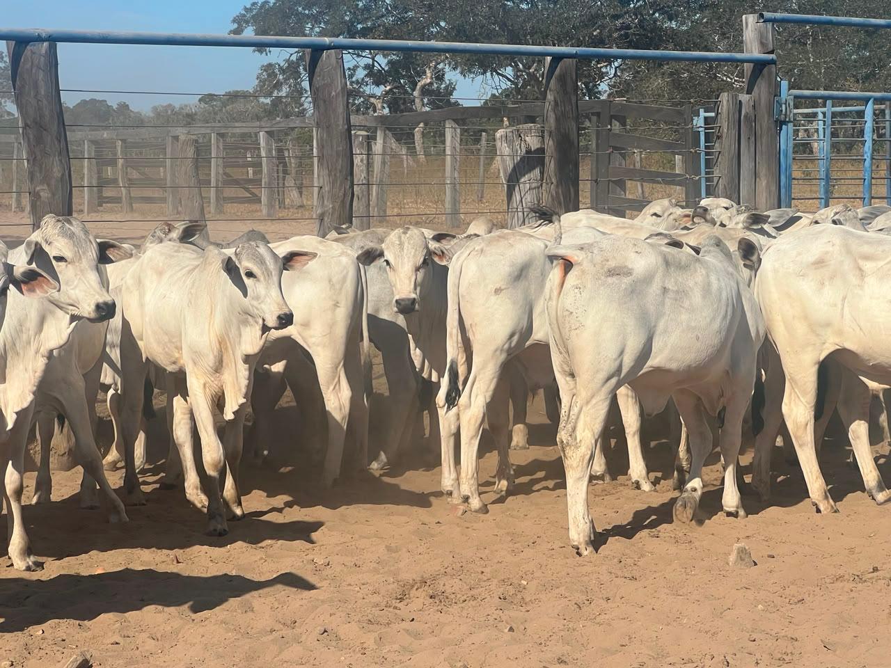 Vacas Nelore de frente