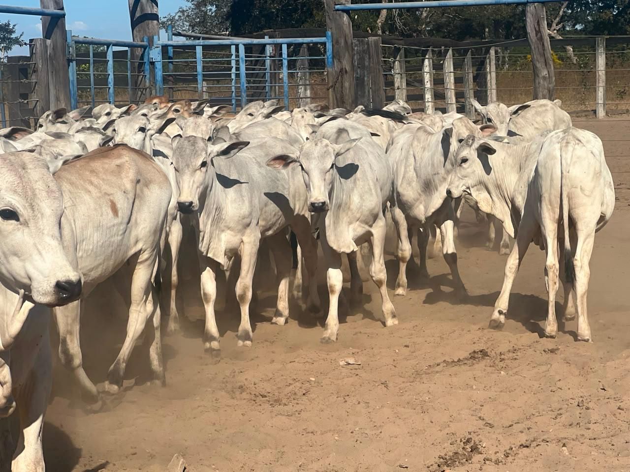 Manada Nelore avançando pelo curral